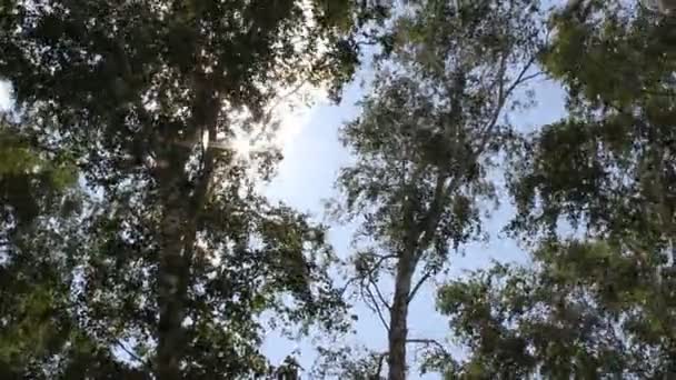 강한 바람에 자작나무 — 비디오