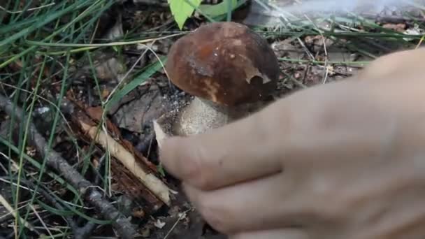 Cutting mushroom with a knife in the forest — Stock Video