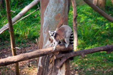 Ring-Tailed Maki