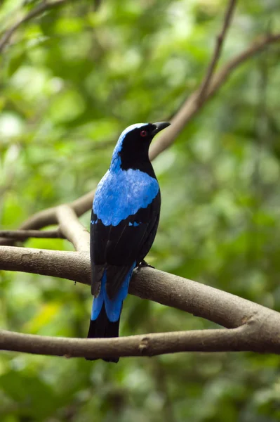 Asiático Fairy-bluebird-2 — Fotografia de Stock