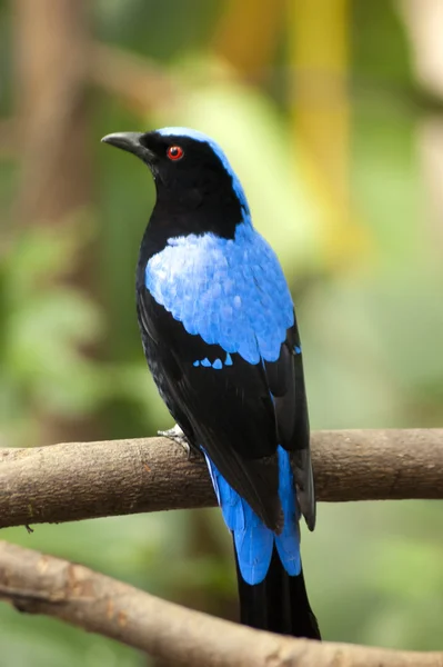 Asian Fairy-bluebird male — Stock Photo, Image