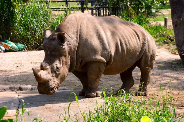 Neushoorn — Stockfoto