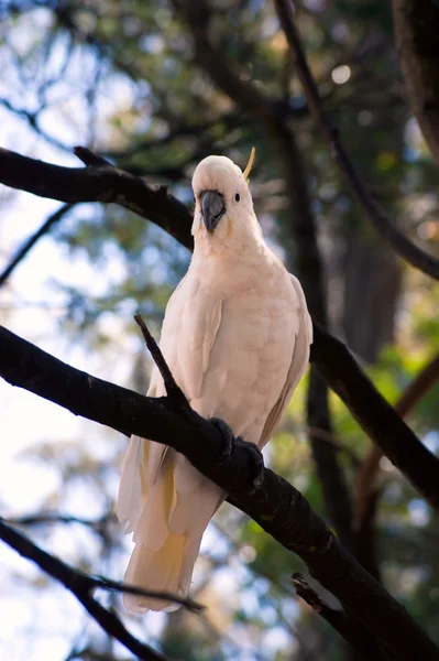 Cockatoo on a tree -2 — Stock Photo, Image