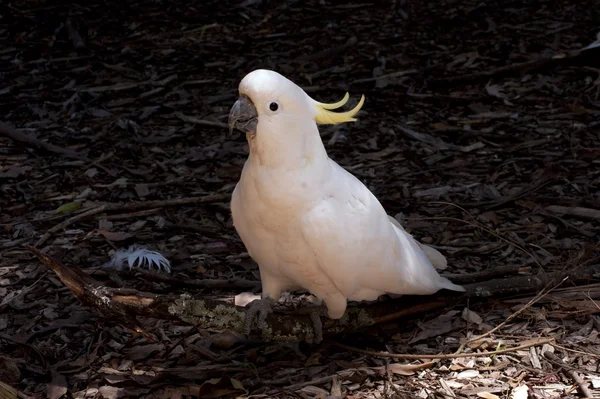Cockatoo on a ground — Stock Photo, Image