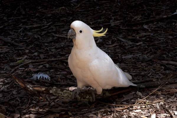 Cockatoo su un terreno — Foto Stock