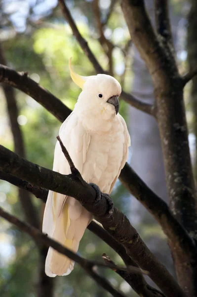 Kakadu na drzewie -5 — Zdjęcie stockowe
