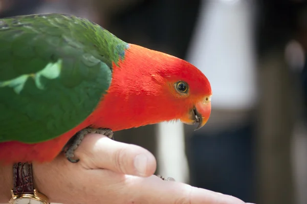 Australian king parrot — Stock Photo, Image