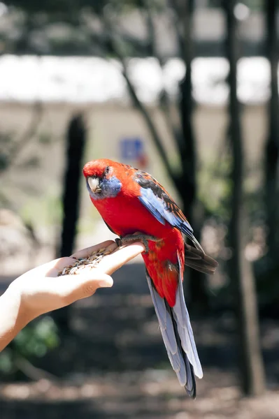 Crimson Rosella parrot sitting on hand — Stock Photo, Image