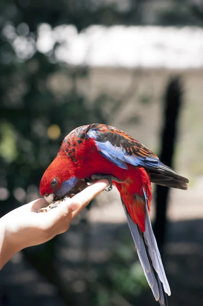 Feeding of rosella parot — Stock Image Feeding of rosella parot Royalty Free Stock Photos