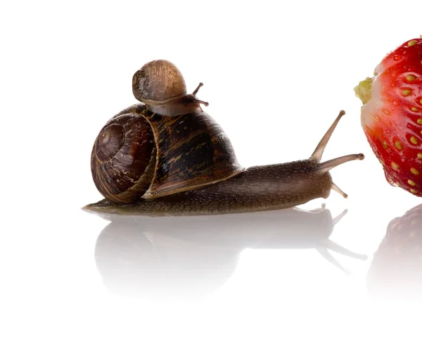 Mutter und Baby Schnecken auf dem Weg zu einer großen Erdbeere — Stockfoto