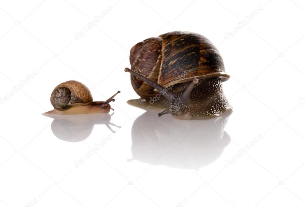 Mother and child snails