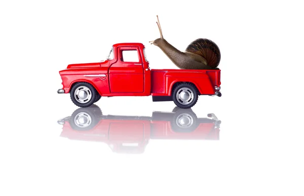 Schnecke auf einem Auto — Stockfoto