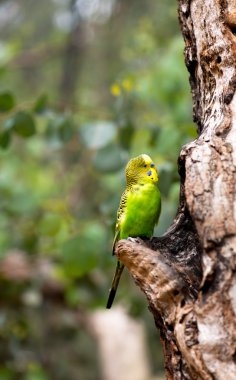 muhabbet kuşu papağan yuvanın yakınlarında