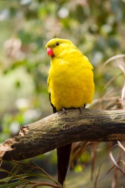 Regent parrot