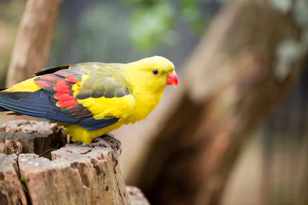 Marlock parakeet — Stock Photo, Image