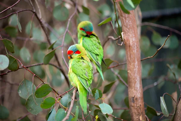 Papagaios rápidos em uma árvore — Fotografia de Stock