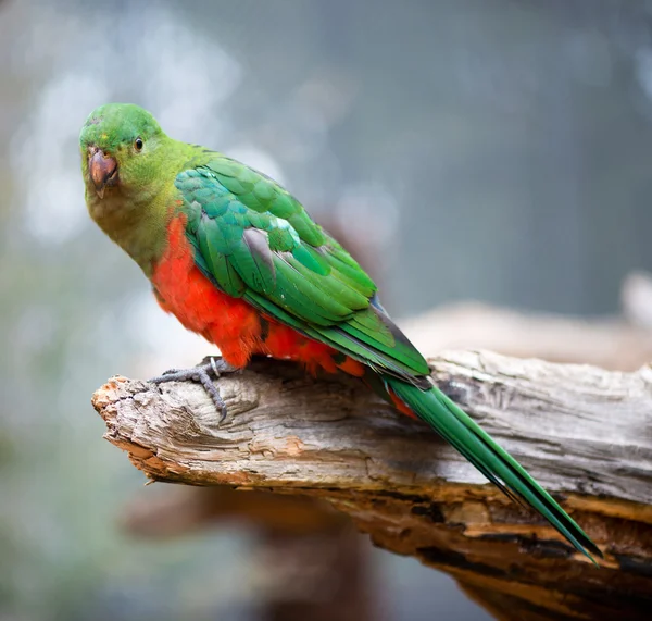 Australian king parrot female — Stock Photo, Image