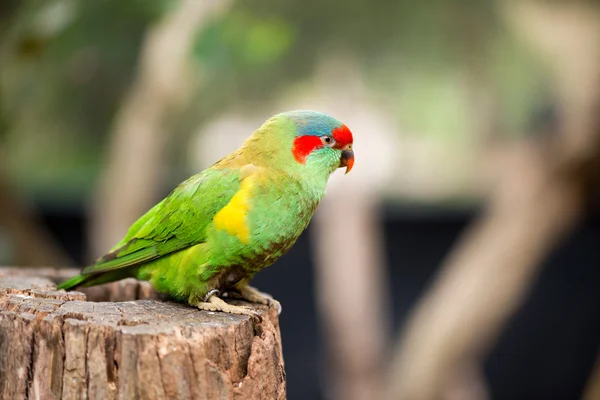 Swift parrot portrait — Stock Photo, Image