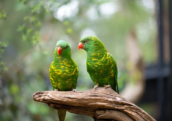 うろこ状ブレスト ゴシキセイガイインコ — ストック写真