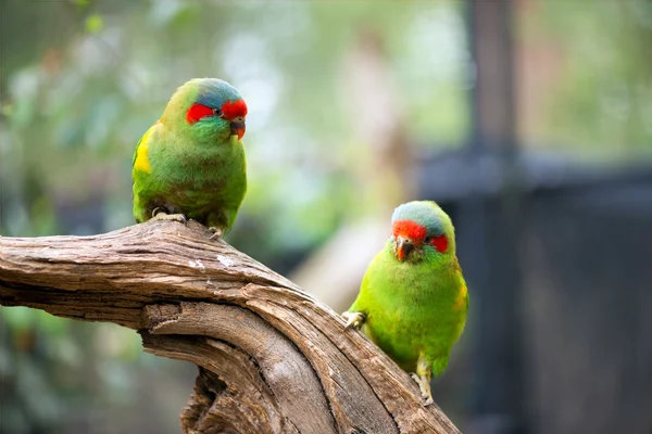 Green parrots portrait — Stock Photo, Image