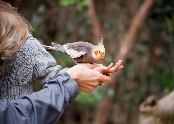 Σίτιση παπαγάλο cockatiel. — Φωτογραφία Αρχείου