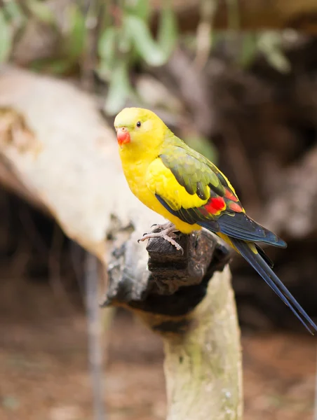 Rock pebbler parrot — Stock Photo © Stokaji #34664701