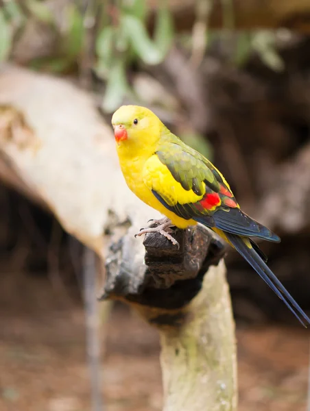 Rock pebbler papegoja — Stockfoto