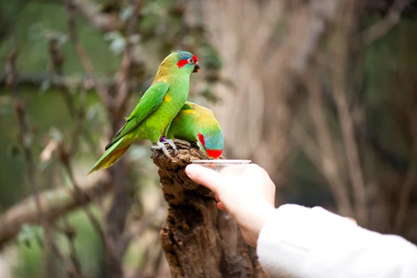 Feeding swift parrots — Stock Photo, Image