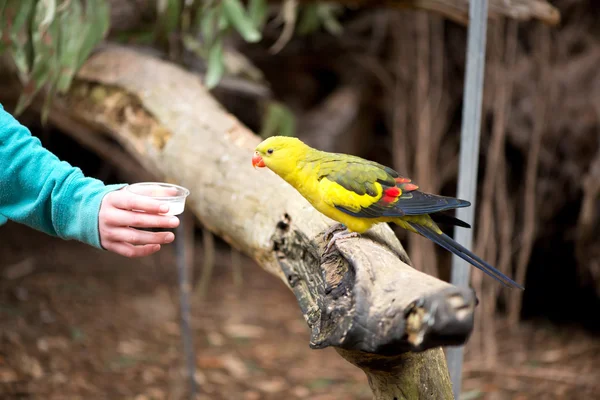 Karmienie regend papuga długoogonowa — Zdjęcie stockowe