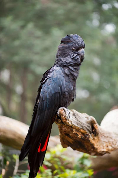 Cacatúa negra de cola roja —  Fotos de Stock