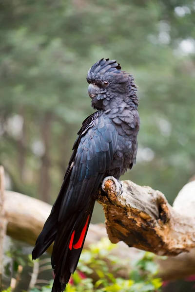 Κοκκινοουρά Μαύρο Cockatoo — Φωτογραφία Αρχείου