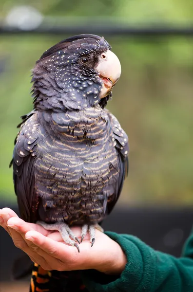 Red-tailed black cockatoo female — Stock Photo, Image