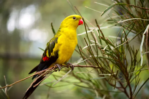 Regent Parakeet — Stock Photo, Image