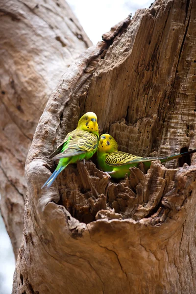 Couple of budgerigar parrots on the nest — Stock Photo, Image