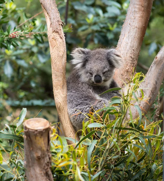 Koala, egy fán — Stock Fotó