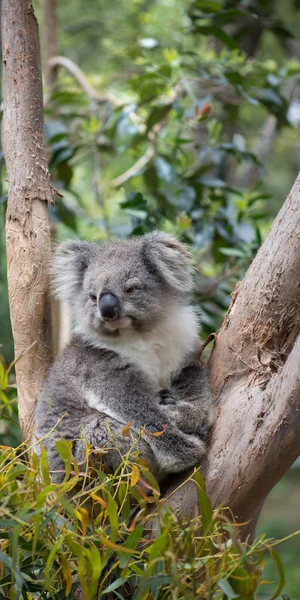 Koala — Stock Photo, Image