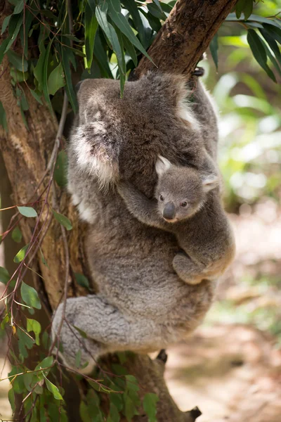 Koala with baby climbing on a tree — Stock Photo, Image