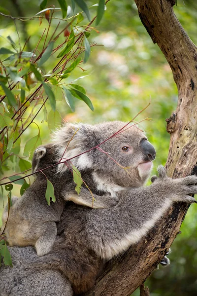 Koala a joey na zádech — Stock fotografie