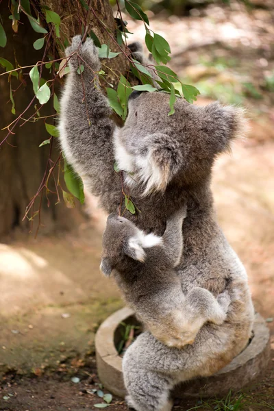 Koala and joey eating eucaliptus leaves — Stock Photo, Image