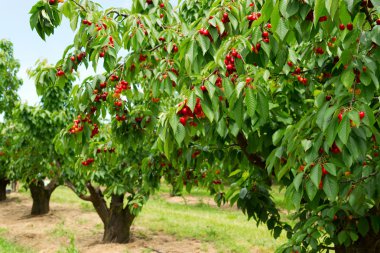 Ripe cherries on a tree clipart