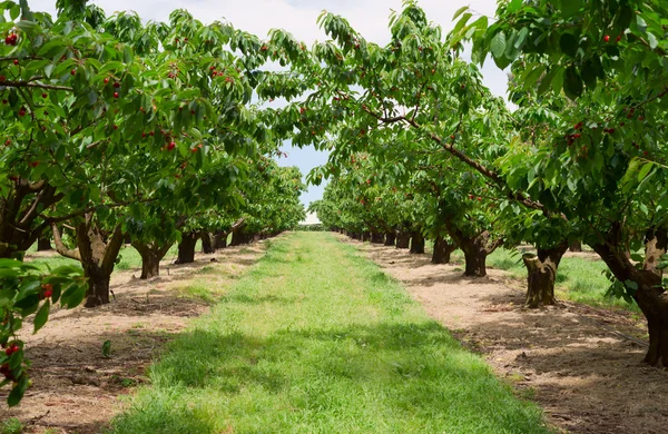 Cherry trees in orchard — Stock Photo, Image