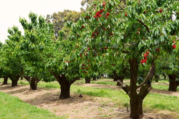 Cherry trees in garden — Stock Photo, Image