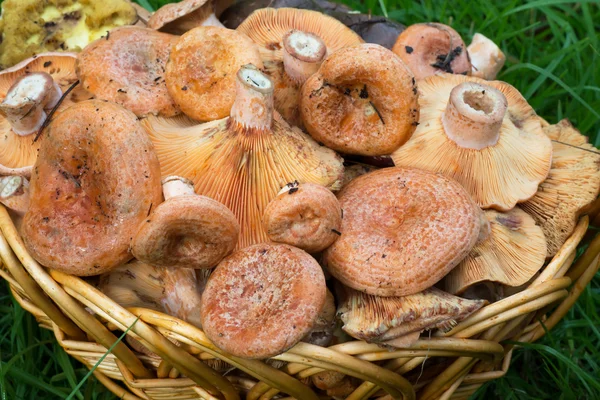 Saffron milk caps in the basket — Stock Photo, Image