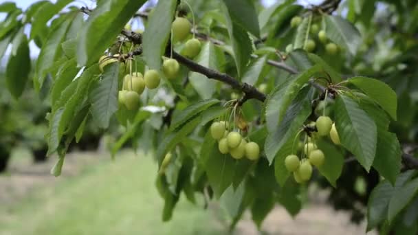 Cerejas verdes em um ramo — Vídeo de Stock