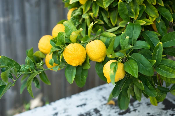 ツリー上のレモン — ストック写真