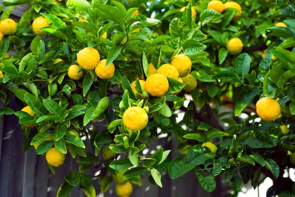 Lemon tree with lemons — Stock Photo, Image
