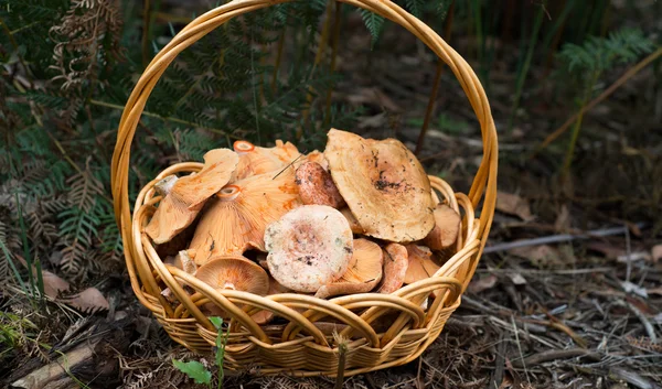 Корзина сосновых грибов — стоковое фото