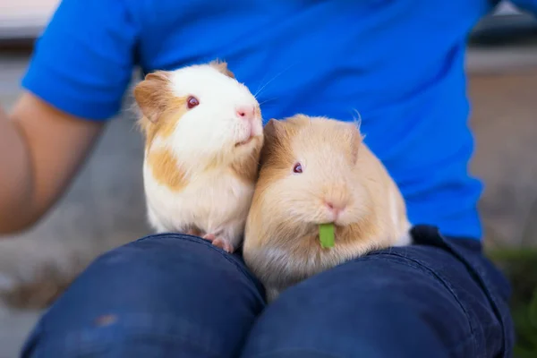 Két tengerimalac kényelmesen üldögél a fiúk ölében.. — Stock Fotó