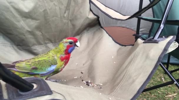 Rosella papağanı kamp sandalyesinde tohum yiyor.. — Stok video