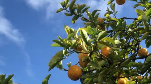 Üzerinde sarı limon olan limon ağacı.. — Stok video